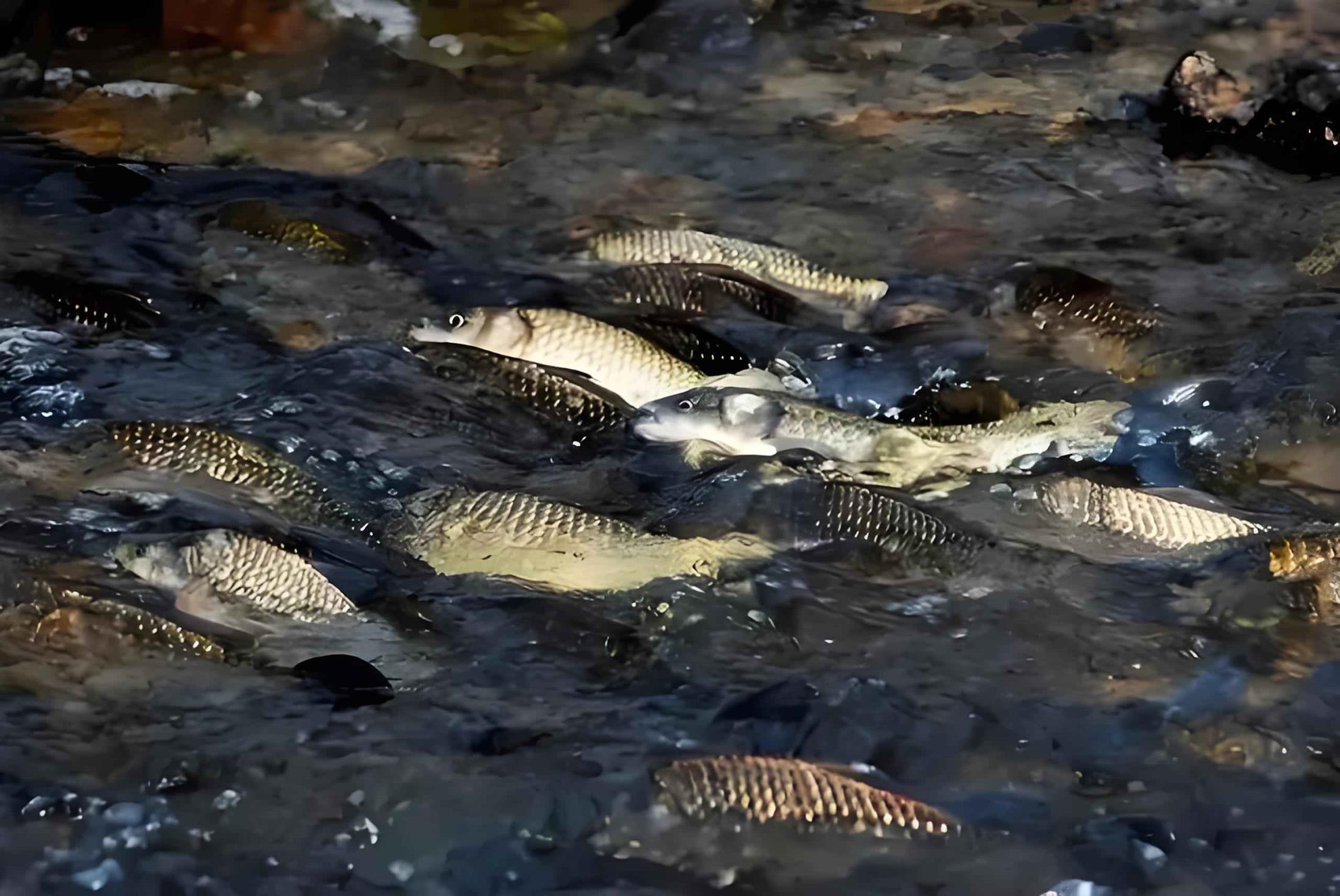 UV Systems for Aquaculture/Fish Hatcheries