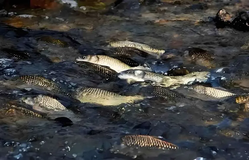 Fish Hatcheries